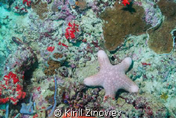 Super Star :) by Kirill Zinoviev 